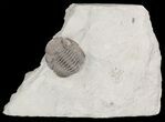 Wide Eldredgeops Trilobite In Shale - Ohio #46596-1